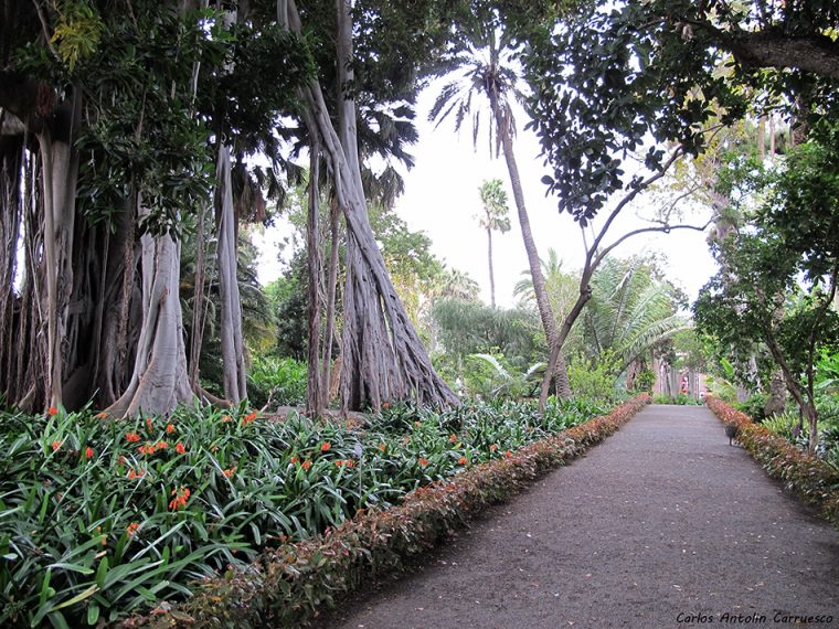 Jardín Botánico – Puerto De La Cruz – Tenerife … pour Jardin Botanico De Tenerife