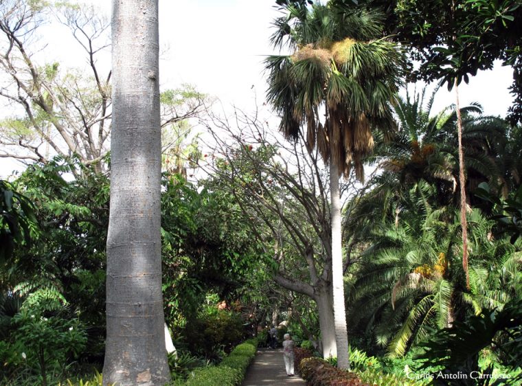 Jardín Botánico – Puerto De La Cruz – Tenerife … serapportantà Jardin Botanico De Tenerife