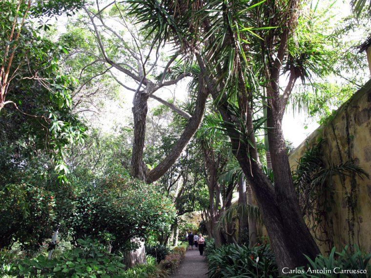 Jardín Botánico – Puerto De La Cruz – Tenerife … serapportantà Jardín Botánico Tenerife