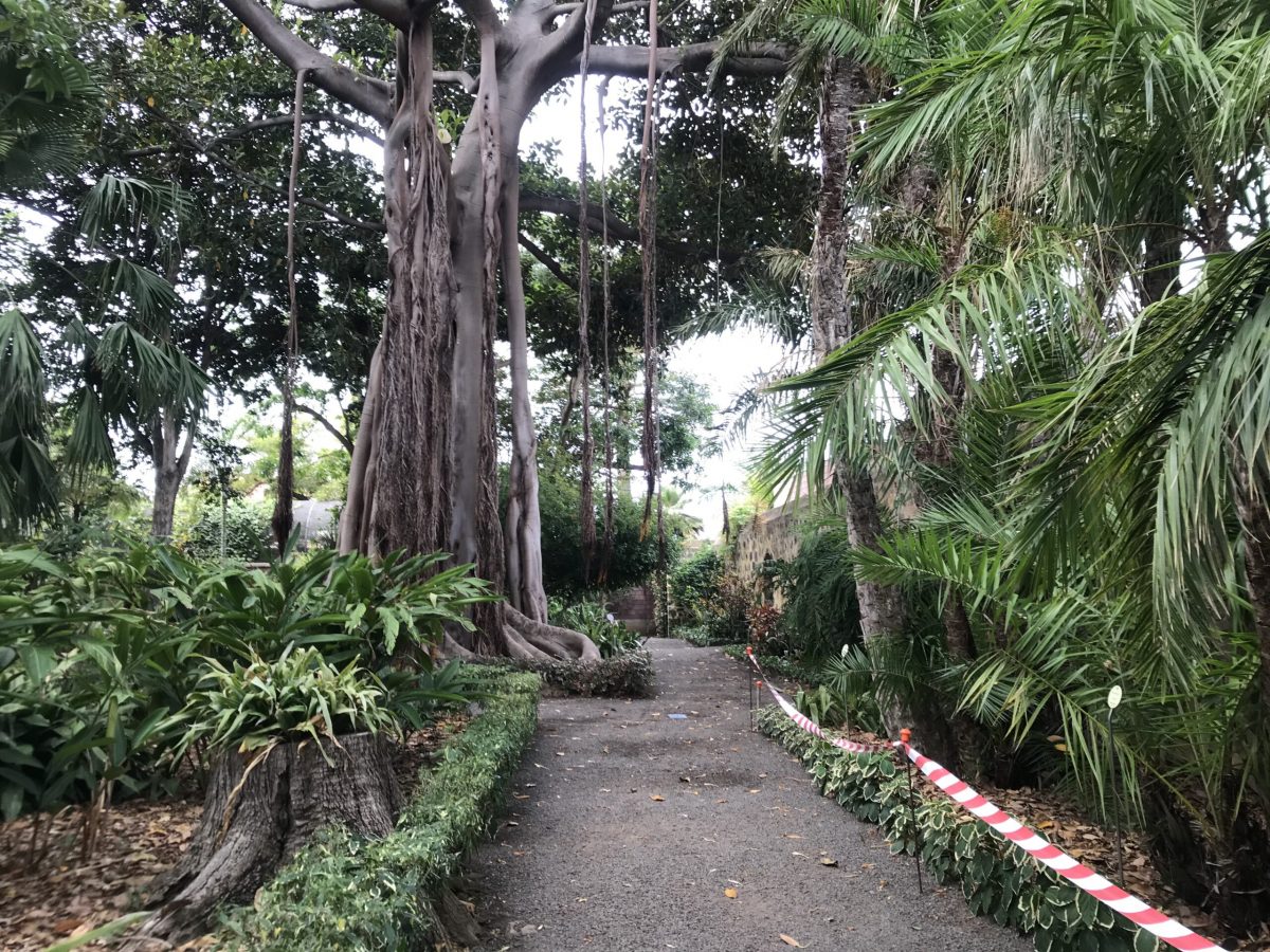 Jardin Botanico W Puerto De La Cruz - Love Explore tout Jardin Botanico Puerto De La Cruz