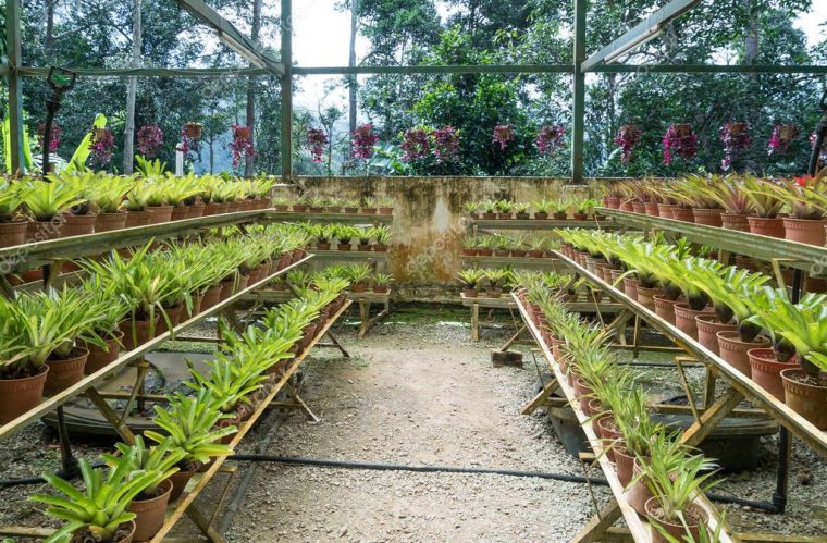 Jardín Bromelias Que Encuentra Jardín Botánico Bukit … concernant Jardin Botanico Precio