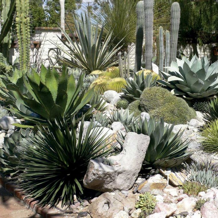 Jardín Cactus | Floryplant pour Jardin De Cactus Miniatura