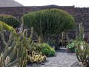 Jardin Cactus - Lanzarote, Le Jardin De Cactus À Lanzarote ... intérieur Jardines Con Cactus