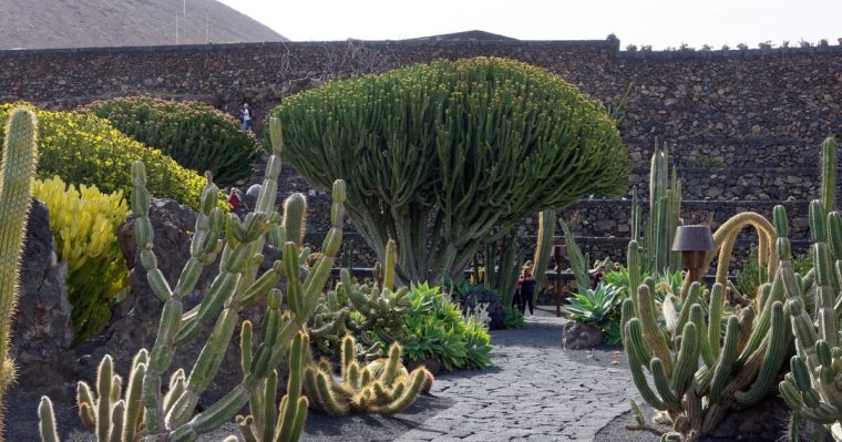 Jardin Cactus – Lanzarote, Le Jardin De Cactus À Lanzarote … intérieur Jardines Con Cactus