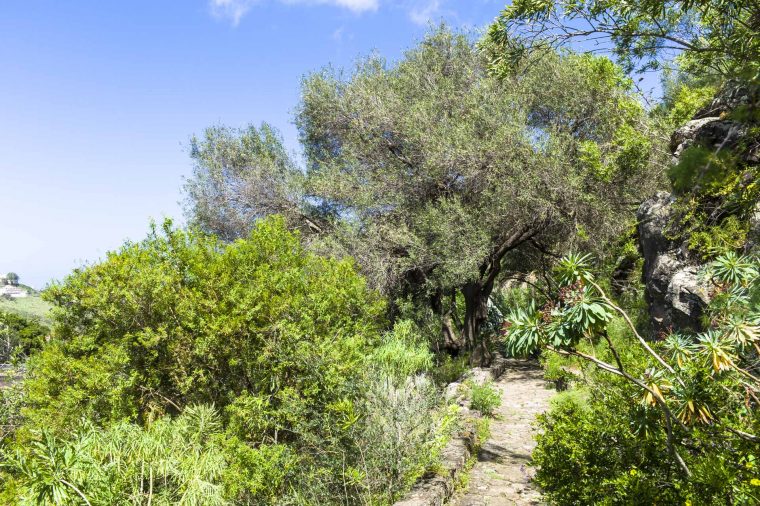 Jardín Canario Auf Gran Canaria – Einer Der Schönsten … destiné Jardin Canario Restaurante
