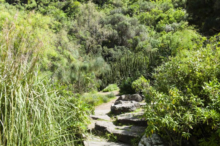 Jardín Canario Auf Gran Canaria – Einer Der Schönsten … pour Jardin Botanico Gran Canaria