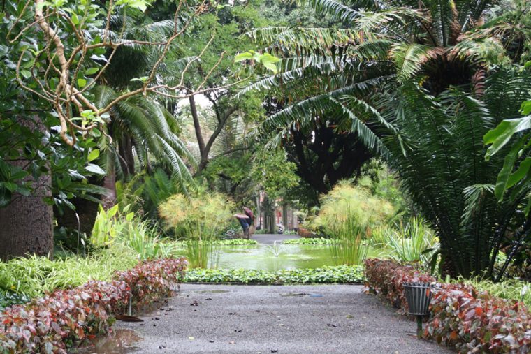 Jardín De Aclimatación De La Orotava – Turismo Botánico intérieur Jardin Botanico Zaragoza