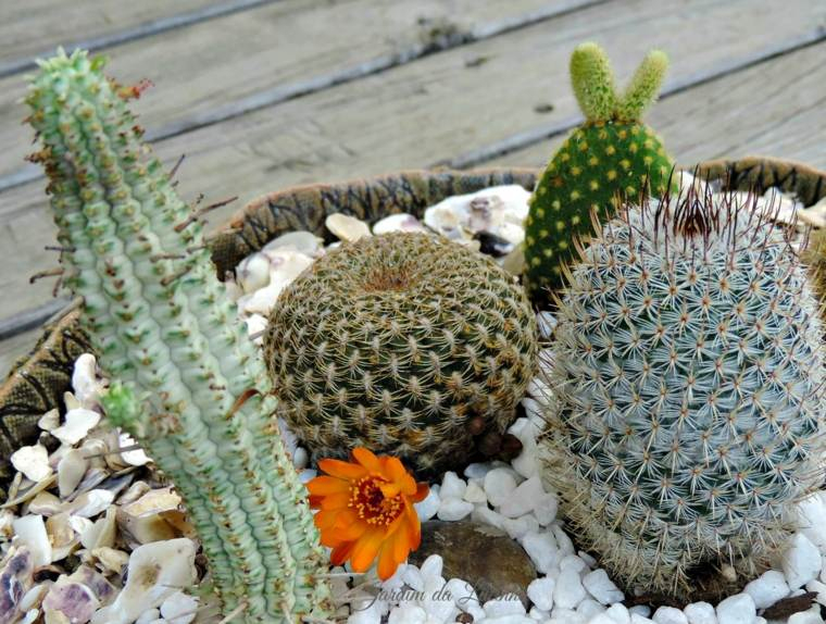 Jardin De Cactus – Cuarenta Y Nueve Ideas De Cómo Elaborar … à Jardin De Cactus En Casa