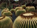 Jardin De Cactus On Behance encequiconcerne Jardines Con Cactus