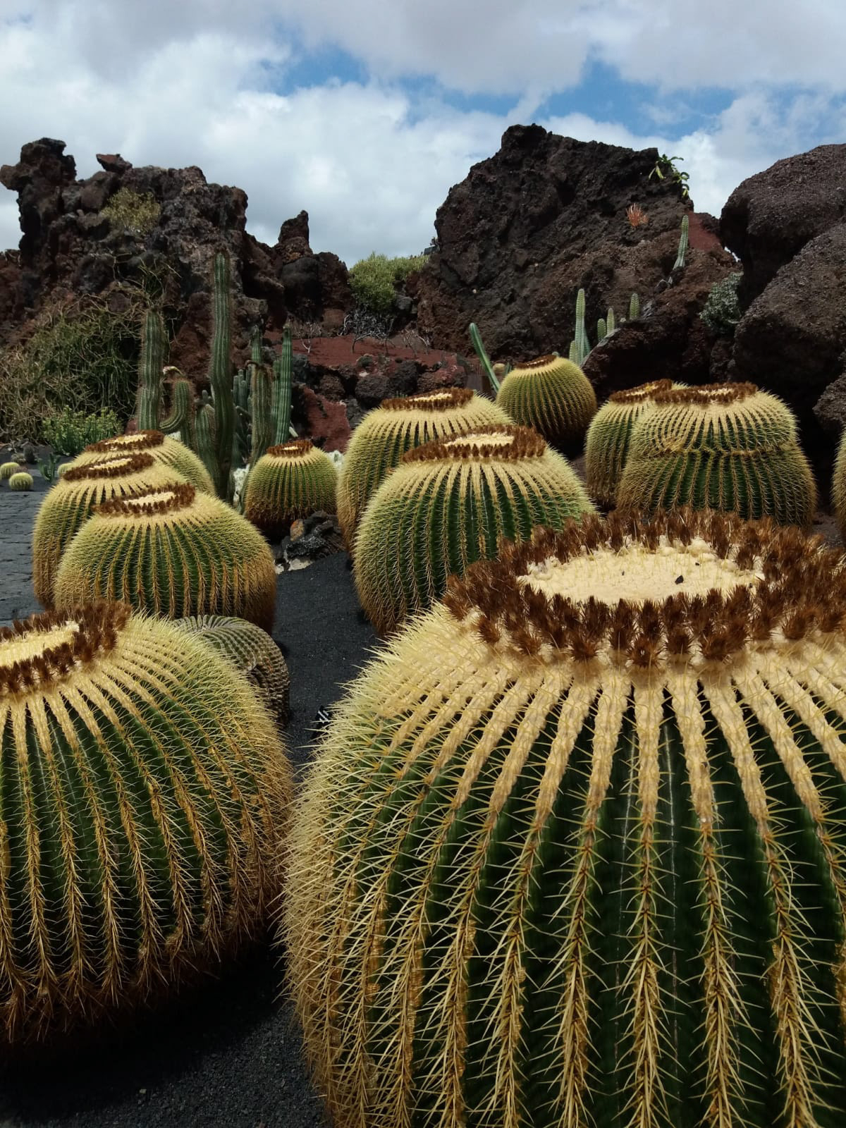 Jardin De Cactus On Behance encequiconcerne Jardines Con Cactus