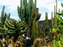 Jardin De Cactus On Behance pour Jardines Con Cactus