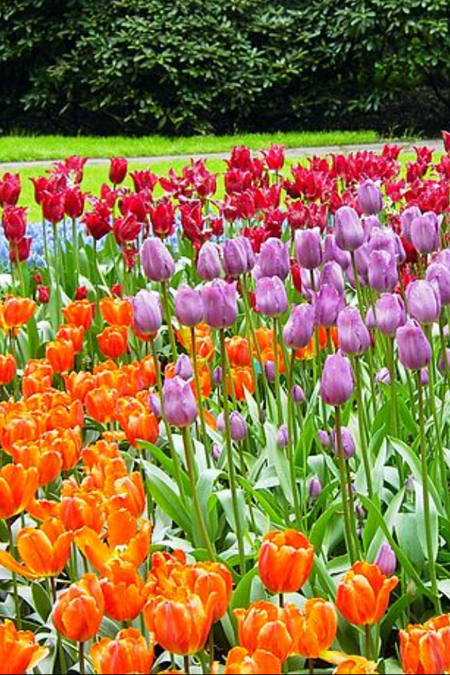 Jardín De Flores Keunkefhof En Holanda Meridional, Países … serapportantà Jardines De Holanda