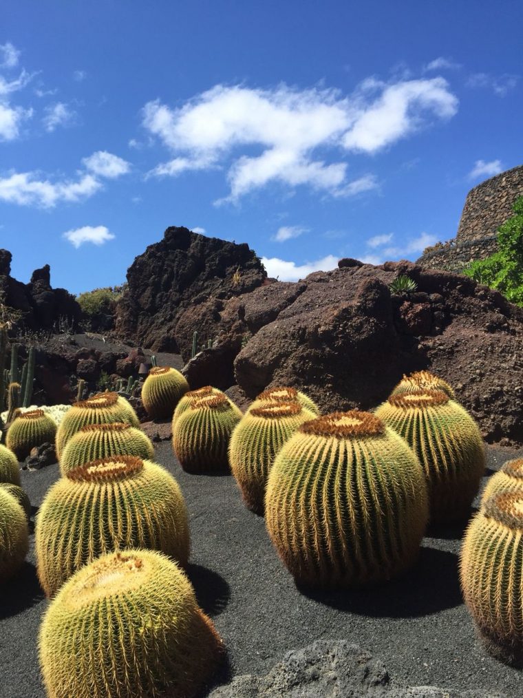 Jardín Del Cactus, Lanzarote | Lanzarote, Plantas … serapportantà Jardin Cactus Lanzarote