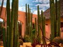 Jardin Desertico | Jardines Deserticos, Paisajismo De ... à Jardines Con Cactus