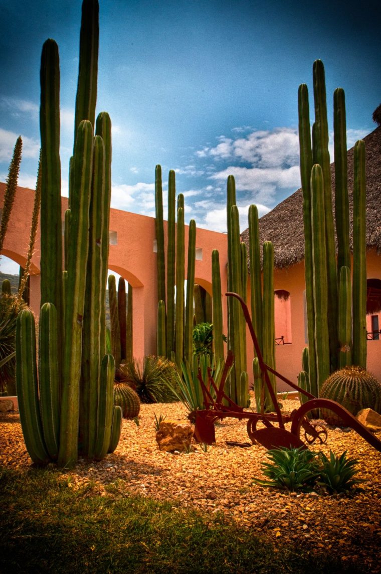 Jardin Desertico | Jardines Deserticos, Paisajismo De … à Jardines Con Cactus