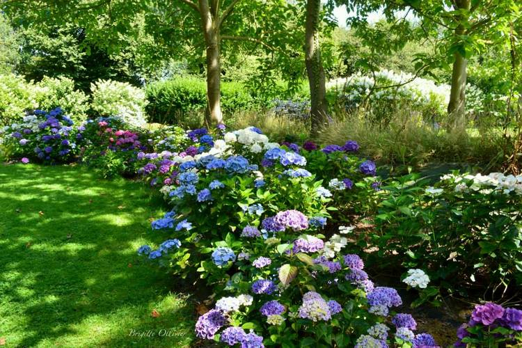 Jardin Shamrock Y La Colección De Hortensias Más ... dedans Jardines Con Hortensias