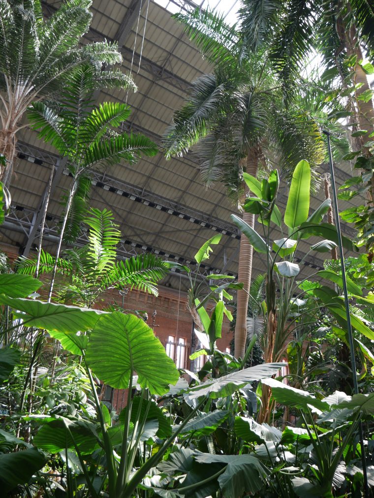 Jardín Tropical Estación Atocha | Jardines Tropicales … encequiconcerne Jardin Tropical Plantas