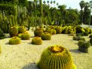 Jardines De Cactus | Fotos De Naturaleza destiné Jardines Con Cactus
