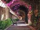 Jardines De Monforte| Jardines En Valencia | Experiences ... serapportantà Jardin Botanico Valencia Horario