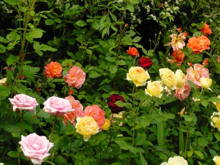 Jardines De Rosas – Imagui à Flores De Jardin Fotos