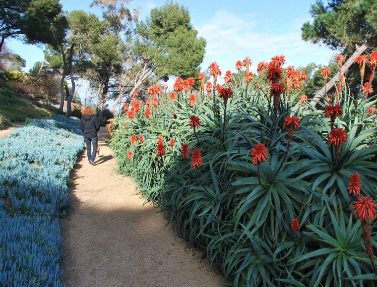 Jardins De Cap Roig (Palafrugell) *** – Mompin'S Jardins … encequiconcerne Jardines De Cap Roig