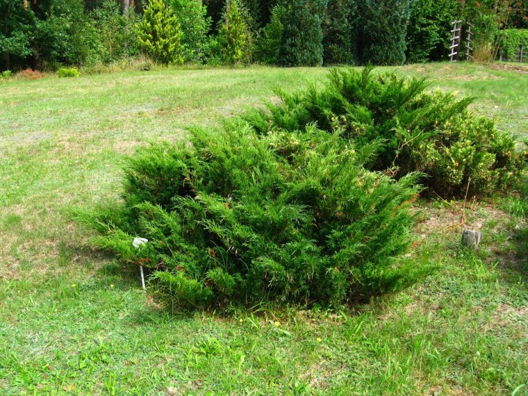 Juniperus Sabina: Características Y Cuidados De Un Arbusto … destiné Jardines Con Arbustos