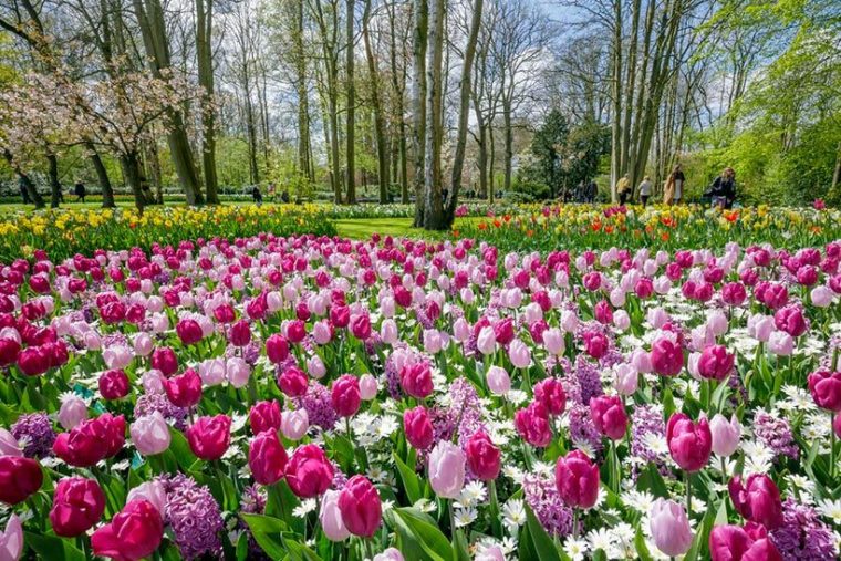 Keukenhof, El Jardín Más Colorido De Europa En Primavera … intérieur Jardin De Europa Valdebebas