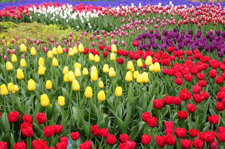 Keukenhof, El Maravilloso Parque Lleno De Tulipanes destiné Jardines De Tulipanes En Holanda