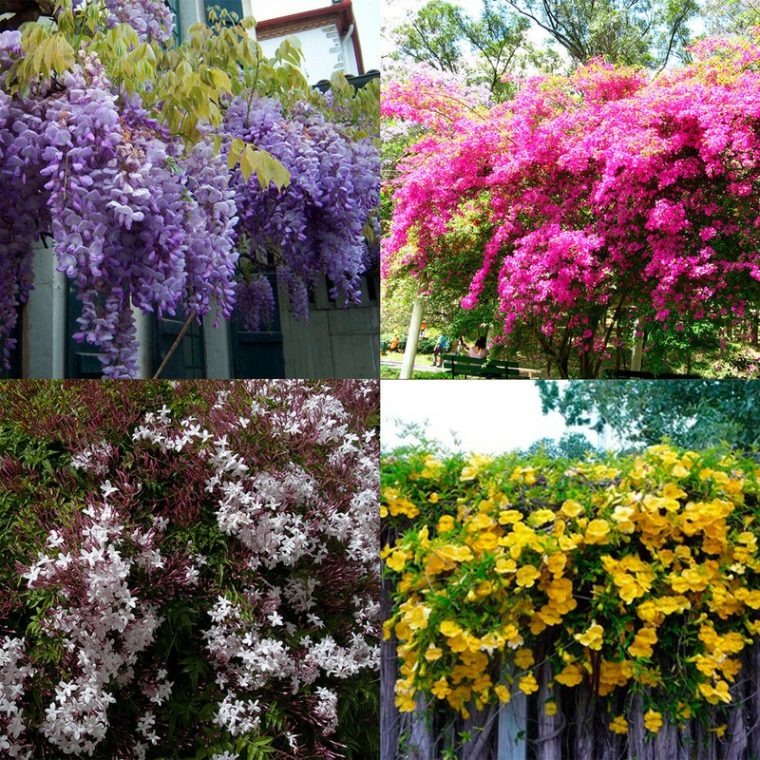 La Magia De Las Plantas Trepadoras Y Enredaderas — Flores … à Enredaderas De Jardin