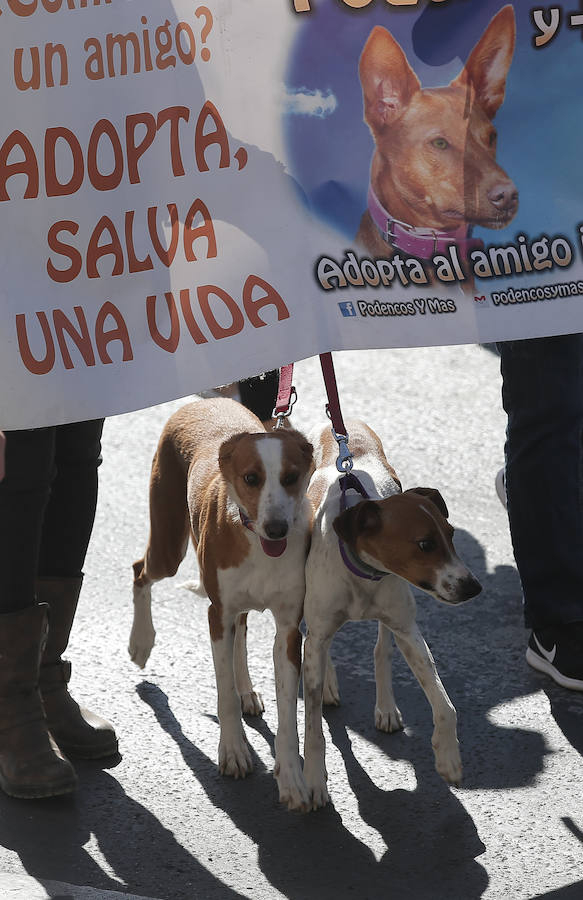 La Manifestación De La Protectora De Animales De Málaga … concernant Protectora De Animales Malaga Ciudad Jardin