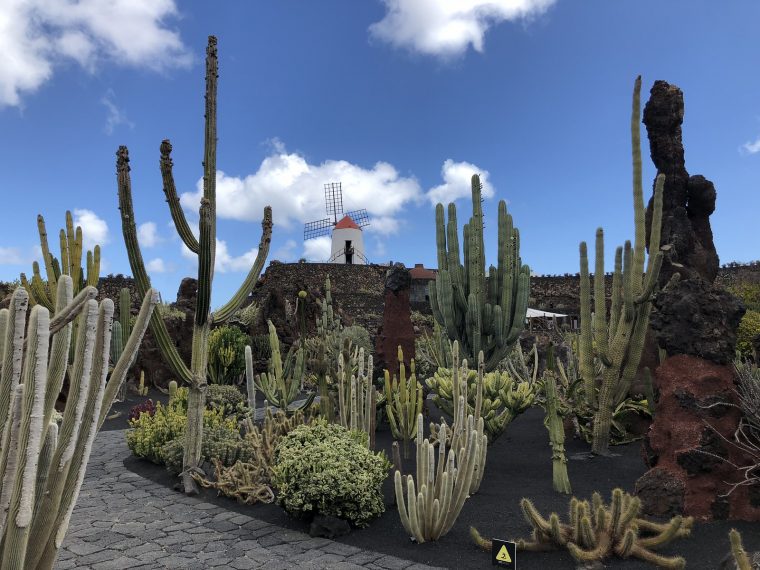 Lanzarote, Jardin De Cactus – 🌵Kaktusmania🌵 – Tämä Matka serapportantà Jardin Cactus Lanzarote