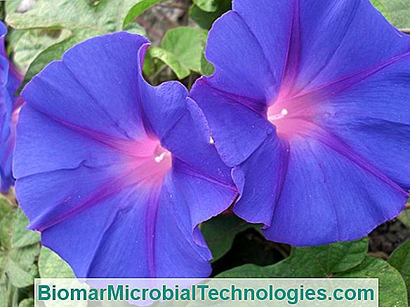 Las 10 Flores Azules Más Bonitas Del Jardín. 💫 El Sitio De ... dedans Flores Azules De Jardin