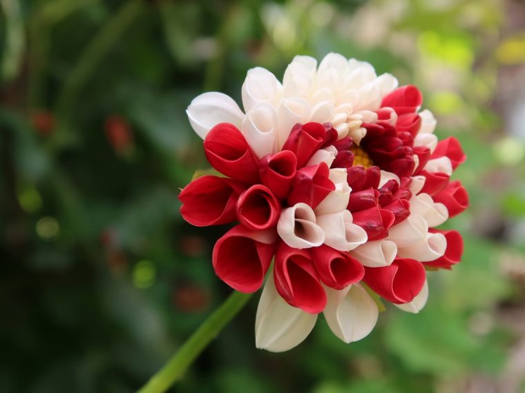 Las Últimas Flores Del Verano | Eljardindemaruylola.esel … à Jardin De Flores Y Poesias