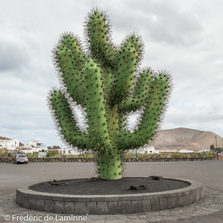 Le Jardin De Cactus – Salut Lanzarote encequiconcerne Jardin Cactus Lanzarote