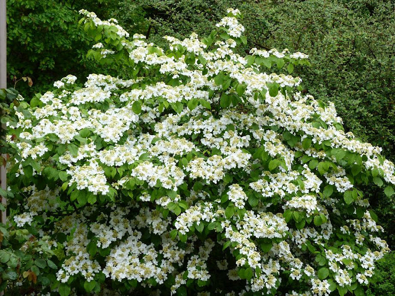Les Pins Noirs: Bientôt La Saison Du Blanc Au Jardin pour Arbuste Dombre
