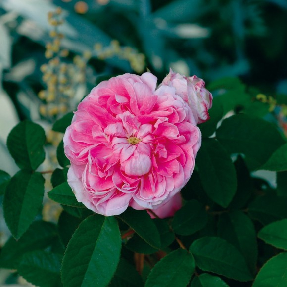 Les Rosiers Hybrides Remontants - Roses Guillot pour Rosier Buisson Jardiland