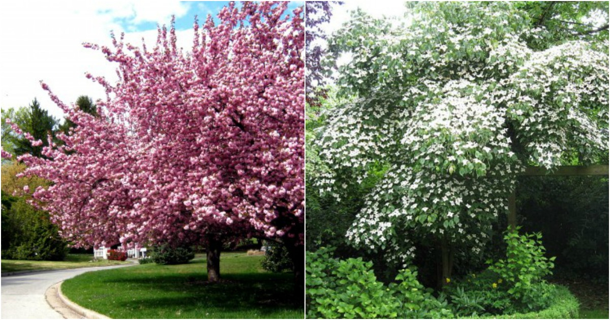 Los Mejores Árboles Para Un Jardín Pequeño intérieur Arbustos Para Jardin Pequeño