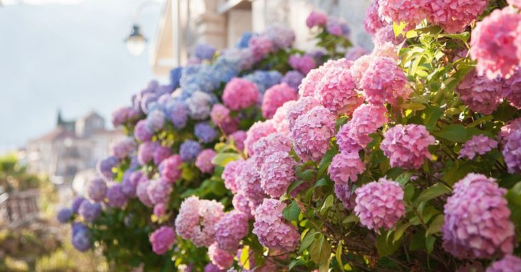 Los Mejores Cuidados Básicos Y Esenciales Para Las … pour Jardines Con Hortensias