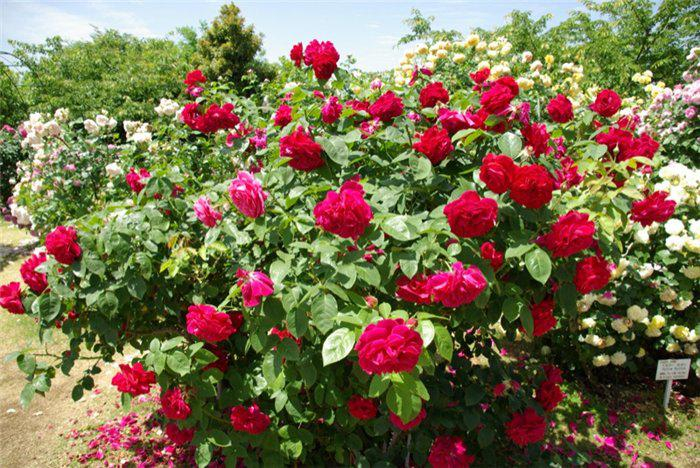 Maria Jose: Jardin De Las Rosas, Japón, (Keisei Rose Garden) tout Duncan Dhu Jardin De Rosas