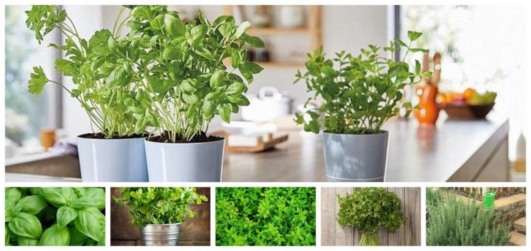 Mas Plantas Aromáticas Que Puedes Usar En Tu Casa … concernant Jardines Con Plantas Aromaticas