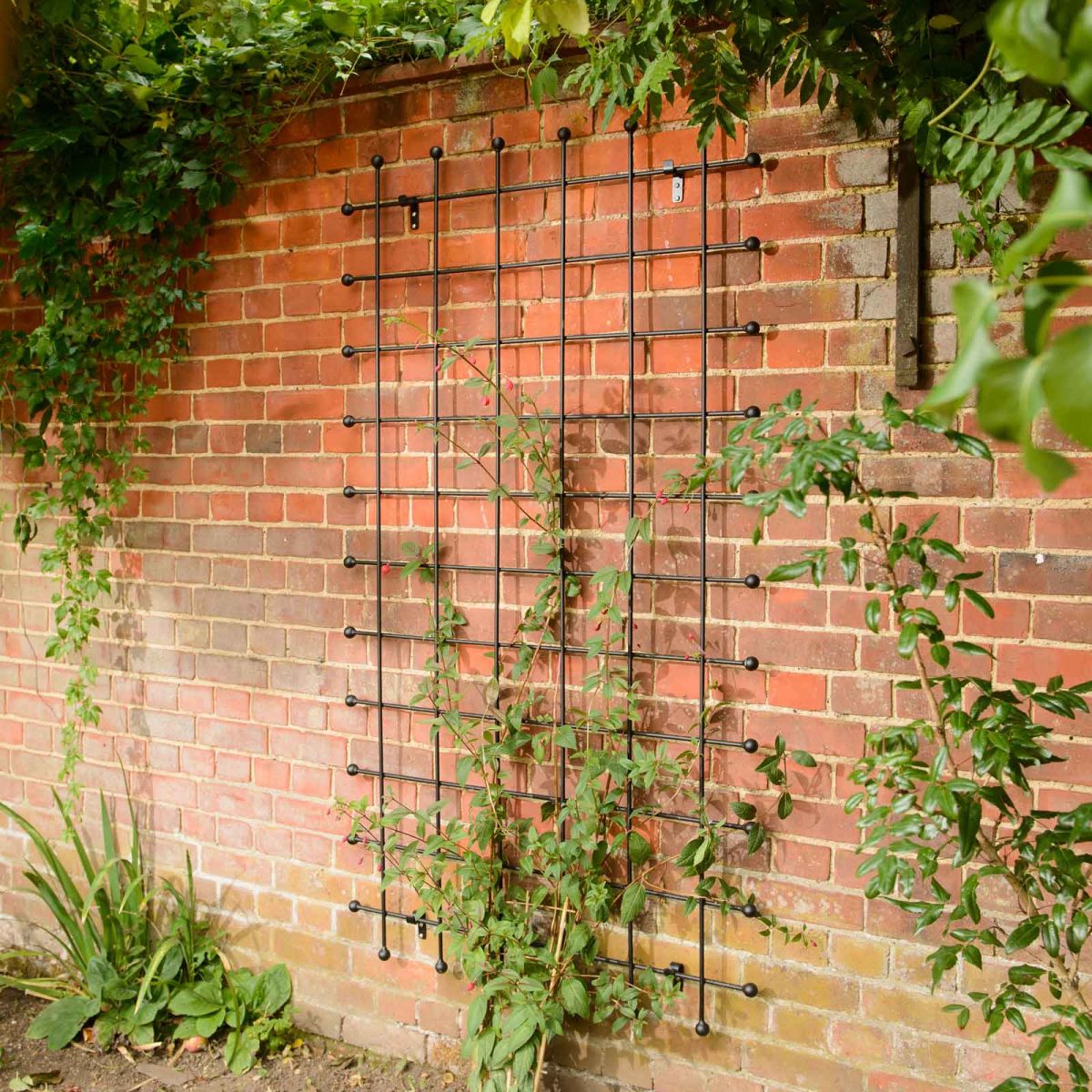 Metal Garden Trellis - Harrod Horticultural avec Treillis Metal