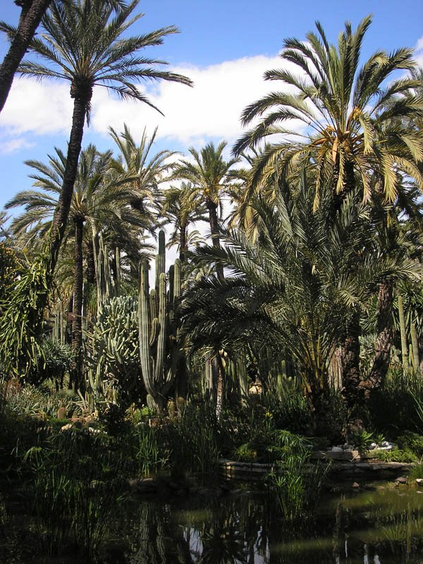 Mis Viajes Por El Mundo: Jardin Huerto Del Cura, Elche encequiconcerne Jardin Huerto Del Cura