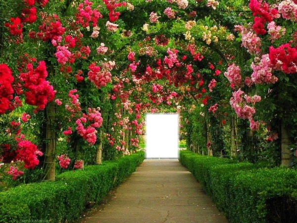 Montaje Fotografico El Jardín De Las Flores – Pixiz encequiconcerne Duncan Dhu Jardin De Rosas