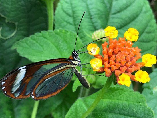 Monteverde Butterfly Garden (Jardin De Mariposas) (Costa ... avec Jardin De Mariposas