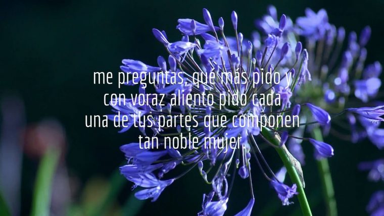 Música, Flores Y Poesía – avec Jardin De Flores Y Poesias