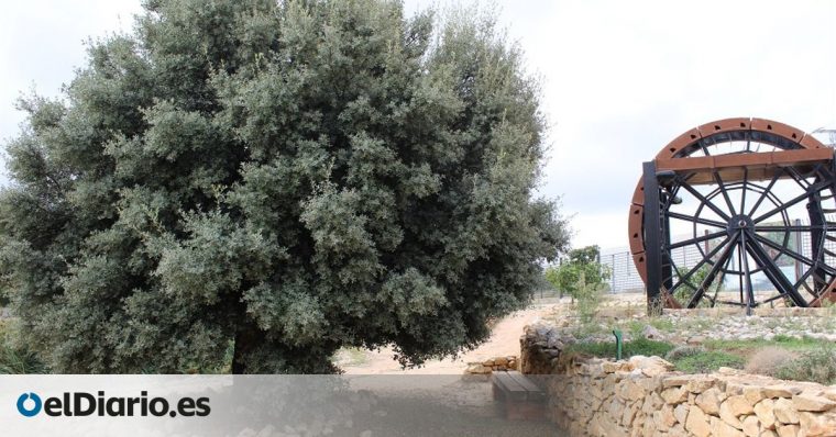 No Son Gigantes Sino Alcornoques Y Acebos: Ruta Por El … dedans Jardin Botanico Castilla La Mancha