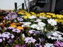 Nueve Plantas Que Crecen Bien En Granada Para Tu Jardín Y ... à Jardin Con Flores Todo El Año