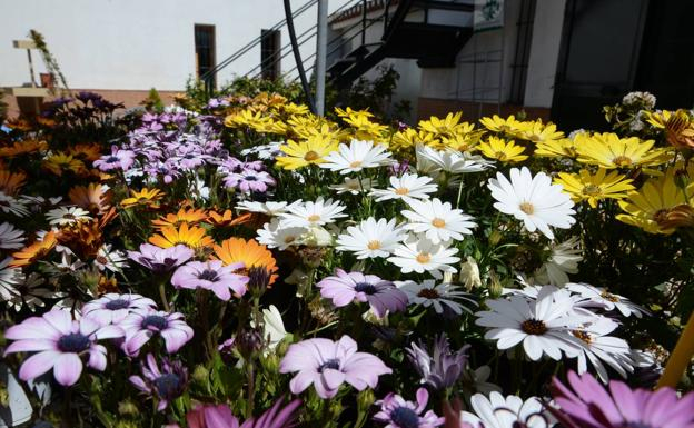 Nueve Plantas Que Crecen Bien En Granada Para Tu Jardín Y ... à Jardin Con Flores Todo El Año