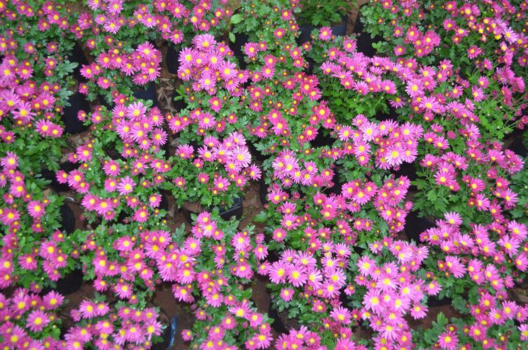 Ofertan Variedad De Flores Y Plantas En Viveros De Cabañas … destiné Variedades De Flores Para Jardin