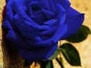 Omg Blue! | Rosas Azuis, Tulipas Roxas, Flores Azul Escuro à Flores Azules De Jardin